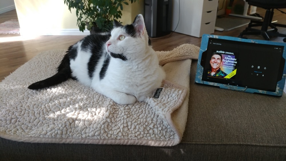 Albert Einstein the cat listening to Audible