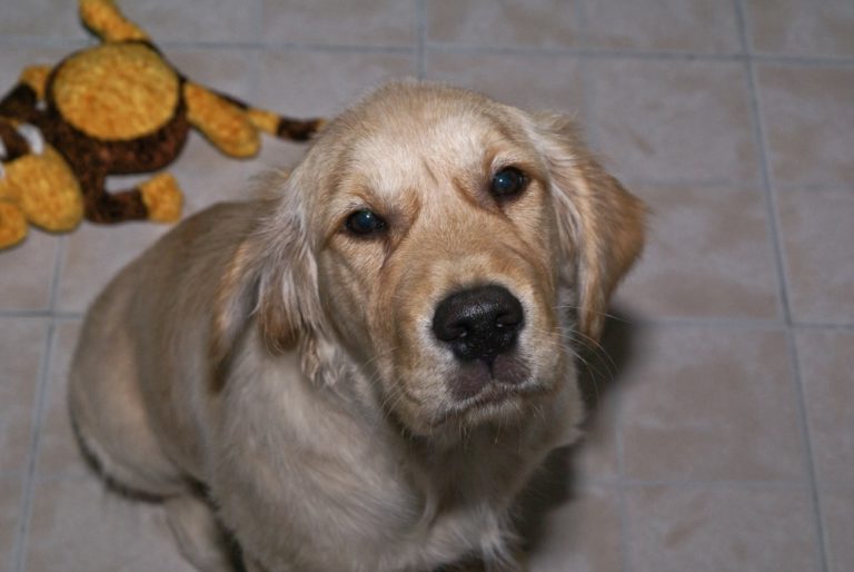 Meet Little Butt the Golden Retriever » Crafts Crush Cancer