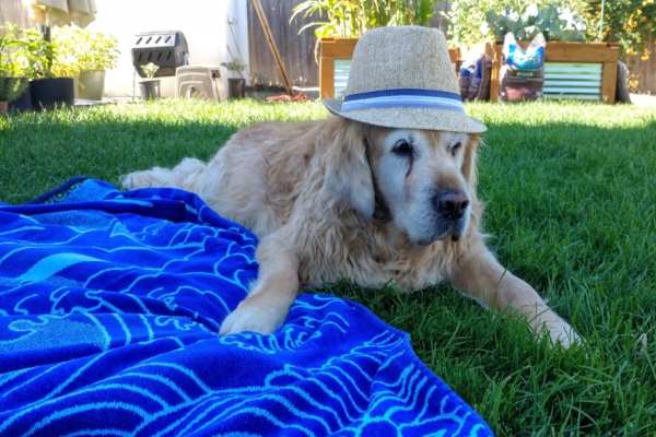 golden retriever in a fedora posing with a beach towel