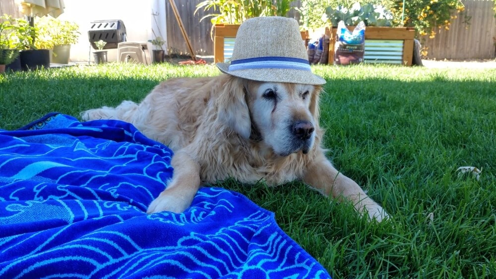 Senior golden retriever in the summertime