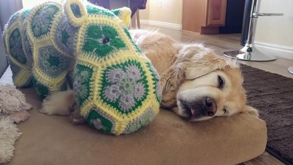 Senior golden retriever snoozing with Happypotamus