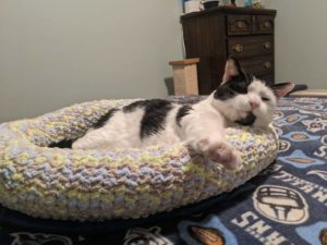 Cute picture of a cat on his new bed