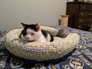 Cute picture of a cat modeling his bed