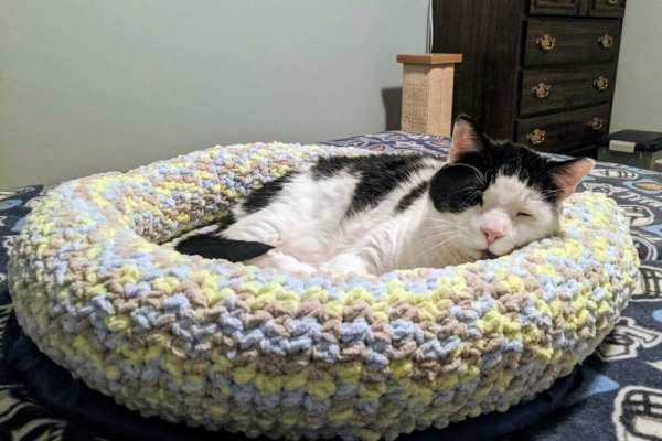 a tuxedo cat sleeping in a fancy crochet bed