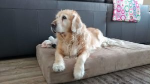 Little Butt posing on her real big dog bed