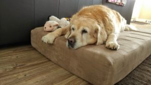 Little Butt chilling on her real big dog bed