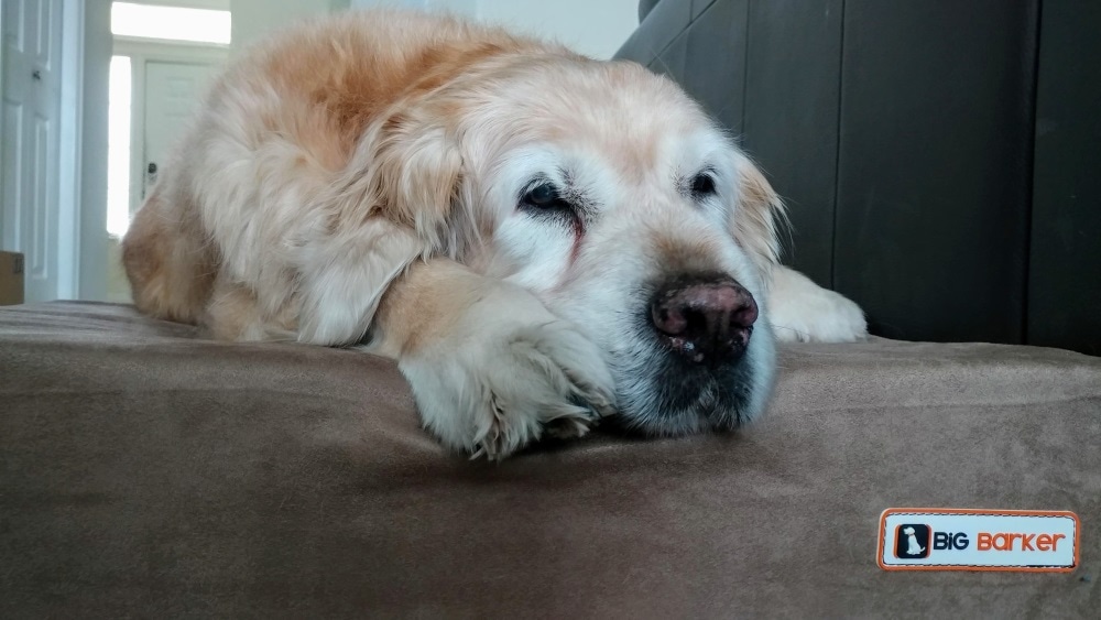 Little Butt resting on her real big dog bed