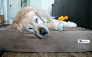 Little Butt snoozing on her real big dog bed