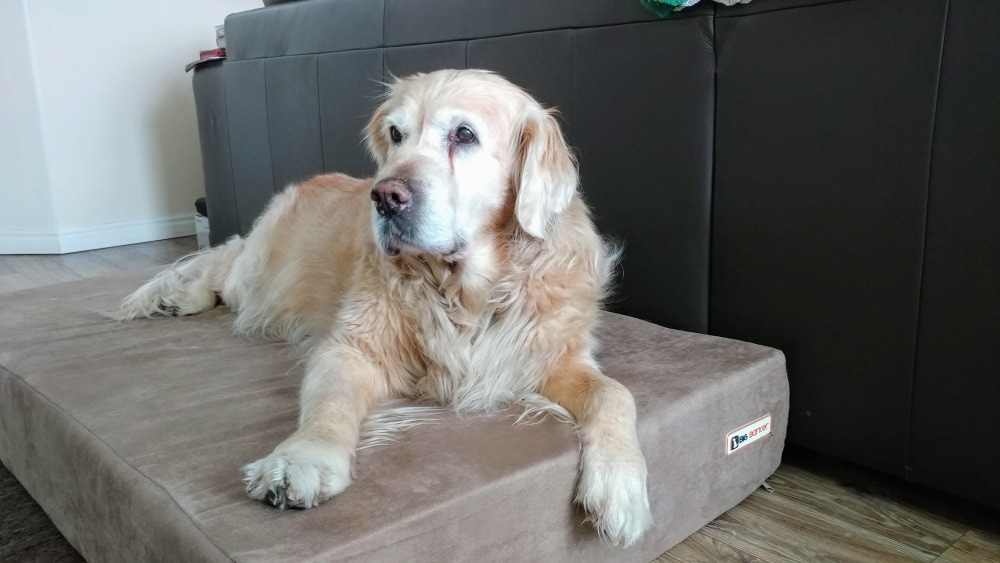 Little Butt modeling her real big dog bed