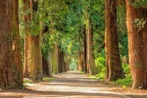 a trail in the woods