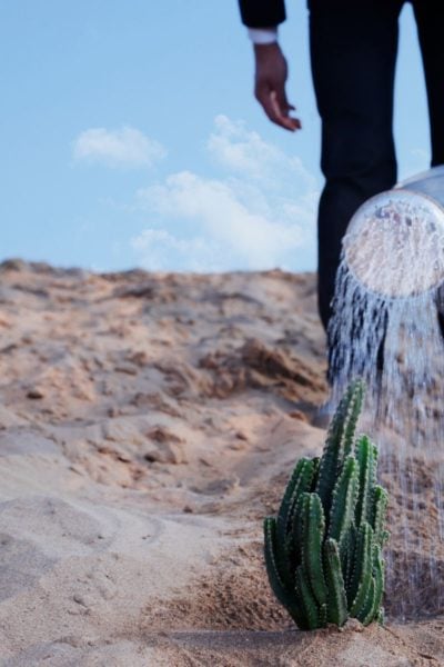 image of a plant surviving in the desert