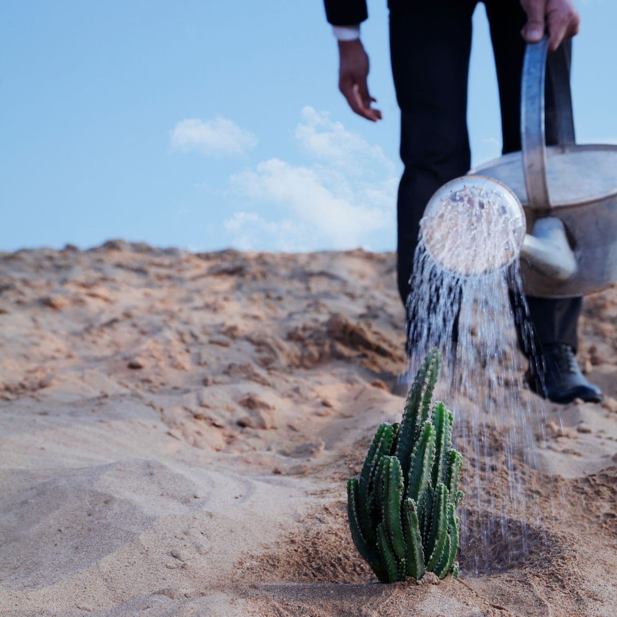 image of a plant surviving in the desert